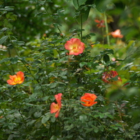 TAMRON(タムロン)のレンズ AF18-250mm F/3.5-6.3 Di II LD Aspherical