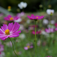 NIKON(ニコン)のレンズ Ai Micro-Nikkor 55mm f/2.8S で撮影した写真