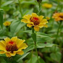 OLYMPUS(オリンパス)のレンズ ズイコーデジタル 35mm F3.5 Macro