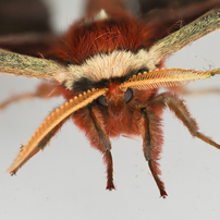 OM DIGITAL SOLUTIONS(OMデジタルソリューションズ)のレンズ M.ZUIKO