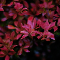 LEICA(ライカ)のレンズ SUMMILUX-R 80mm F/1.4 で撮影した写真(画像