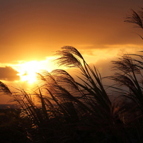 SIGMA(シグマ)のレンズ 17-50mm F2.8 EX DC OS HSM [キヤノン用] で