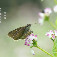 写真句：セセリ蝶
