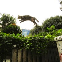 CANON(キヤノン)のデジタルカメラIXY 650 で撮影した写真(画像)一覧