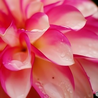 マダム・ダリアの輪郭