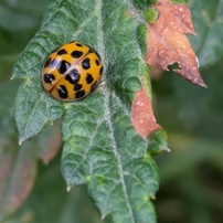 PENTAX(ペンタックス)のデジタルカメラOptio S4i で撮影した写真(画像