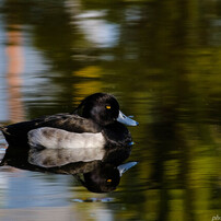 PENTAX(ペンタックス)のレンズ smc PENTAX-DA 55-300mm F4-5.8ED で