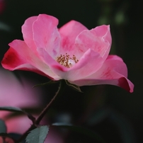 バラの季節　３１