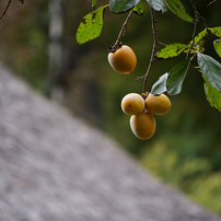 NIKON(ニコン)のレンズ AF-S DX VR Zoom-Nikkor 55-200mm f/4-5.6G IF