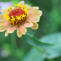 OLYMPUS(オリンパス)のレンズ ズイコーマクロ 90ミリ F2 で撮影した