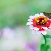 SONY(ソニー)のレンズ Vario-Sonnar T* 24-70mm F2.8 ZA SSM II