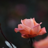 バラの季節　３２