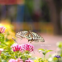 OLYMPUS(オリンパス)のレンズ M.ZUIKO DIGITAL 45mm F1.8 [ブラック