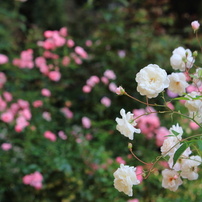 CANON(キヤノン)のレンズ EF-S55-250mm F4-5.6 IS STM で撮影した写真