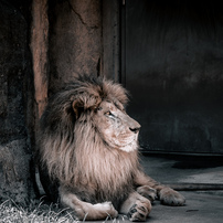 NIKON(ニコン)のレンズ NIKKOR Z DX 50-250mm f/4.5-6.3 VR で撮影した