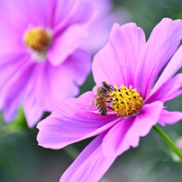 NIKON(ニコン)のレンズ AF-P DX NIKKOR 70-300mm f/4.5-6.3G ED VR で