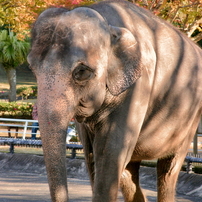 CANON(キヤノン)のレンズ EF28-135mm F3.5-5.6 IS USM で撮影した写真