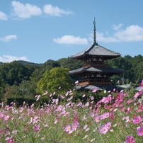 FUJIFILM(富士フイルム)のレンズ フジノンレンズ XC50-230mmF4.5-6.7