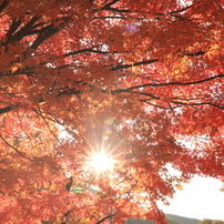 TOKINA(トキナー)のレンズ AT-X 17-35 F4 PRO FX 17-35mm F4 [キヤノン