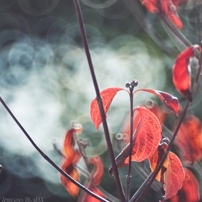 KENKO(ケンコー)のレンズ ケンコーミラーレンズ 500mm F6.3DX で撮影