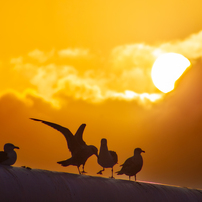 CANON(キヤノン)のレンズ EF75-300mm F4-5.6 III USM で撮影した写真