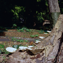 CANON(キヤノン)のレンズ FD50mm F1.4 S.S.C. I で撮影した写真(画像