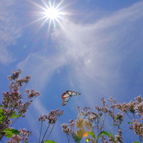 PENTAX(ペンタックス)のレンズ smc PENTAX-DA 17-70mmF4 AL[IF] SDM で