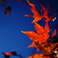 モミジをかざしてLet'sGo