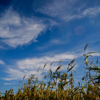 ★ 七工匠 1228FXB 12mm F2.8 フジフイルムX用 Amazon.co.jp: 7artisans 1228FXB 12mm F2.8 Xマウント 富士フイルムX