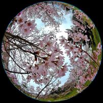 NIKON(ニコン)のデジタルカメラCOOLPIX P6000 で撮影した写真(画像