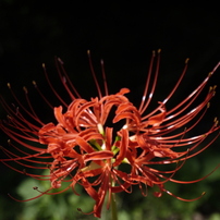 PANASONIC(パナソニック)のレンズ LUMIX G X VARIO PZ 14-42mm/F3.5