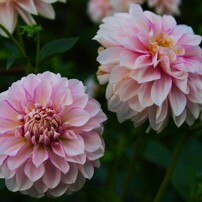 OLYMPUS(オリンパス)のレンズ ズイコーデジタル 35mm F3.5 Macro で