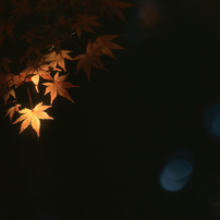 PENTAX(ペンタックス)のレンズ SMC PENTAX67 200mmF4 で撮影した写真