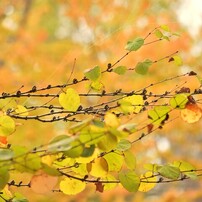 NIKON(ニコン)のレンズ AF-S DX NIKKOR 55-300mm f/4.5-5.6G ED VR で