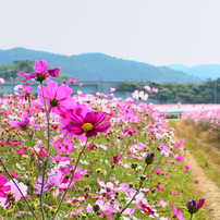 NIKON(ニコン)のレンズ AF-S DX NIKKOR 18-200mm f/3.5-5.6G ED VR II