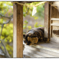 NIKON(ニコン)のレンズ AF-S NIKKOR 85mm f/1.8G で撮影した写真(画像