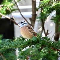 CANON(キヤノン)のデジタルカメラPowerShot SX70 HS で撮影した写真