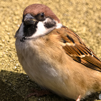 動物園のすずめ