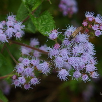 OLYMPUS(オリンパス)のデジタルカメラOLYMPUS STYLUS XZ-10 で撮影した