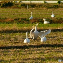 PANASONIC(パナソニック)のデジタルカメラLUMIX DMC-FZ100 で撮影した