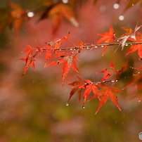 【良品/作例】Nikon AF NIKKOR 80-200mm f2.8 ED Ai AF-S Zoom Nikkor ED 80-200mm F2.8D（IF）で撮影された写真 | 写真
