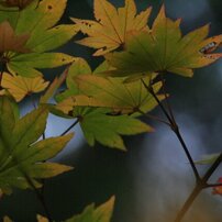 CANON(キヤノン)のレンズ EF55-200mm F4.5-5.6 Ⅱ USM で撮影した写真
