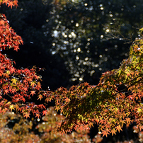 幅広いシーンで大活躍☆タムロン 28-200mm MACRO A03 ニコン用♡ ❤️Nikon用❤️28-200mm❤️超望遠❤️ズームレンズ ❤️ニコン