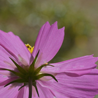 NIKON(ニコン)のレンズ Ai Micro-Nikkor 55mm f/2.8S で撮影した写真