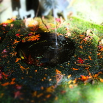 FUJIFILM(富士フイルム)のデジタルカメラFUJIFILM X20 で撮影した写真