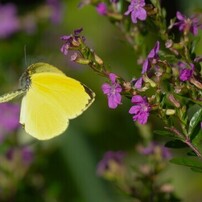 PENTAX(ペンタックス)のレンズ HD PENTAX-DA645 28-45mmF4.5ED AW SR