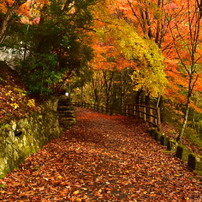 NIKON(ニコン)のデジタル一眼D5600 で撮影した写真(画像)一覧- 写真