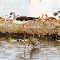 CANON(キヤノン)のレンズ EF70-300mm F4.5-5.6 DO IS USM で撮影した