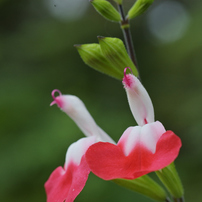 NIKON(ニコン)のレンズ Ai Micro-Nikkor 55mm f/2.8S で撮影した写真