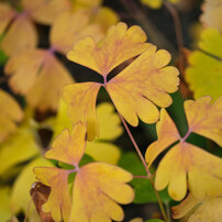 FUJIFILM(富士フイルム)のレンズ フジノンレンズ XF80mmF2.8 R LM OIS
